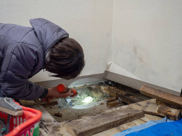 Best Environmental Consulting for Mold Prevention  in Niles, MI