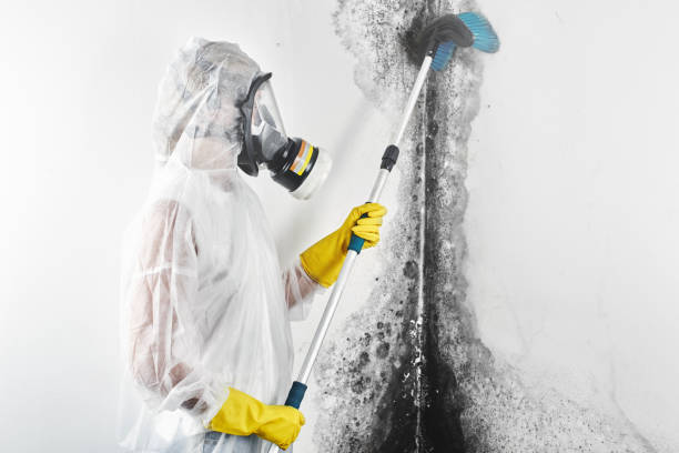 Best Mold Odor Removal Services  in Niles, MI