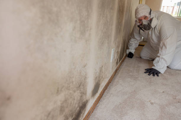 Trusted Niles, MI Mold Removal Experts